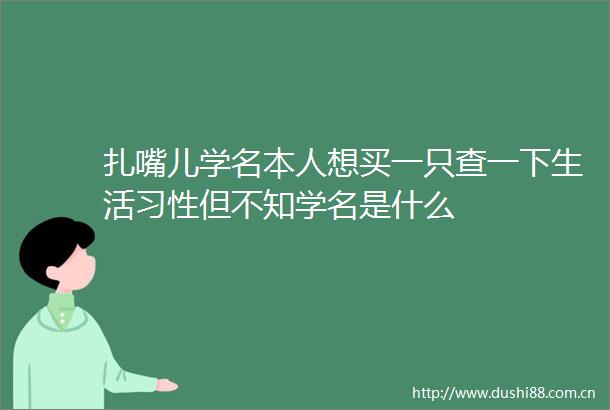 扎嘴儿学名本人想买一只查一下生活习性但不知学名是什么