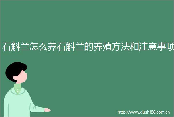 石斛兰怎么养石斛兰的养殖方法和注意事项