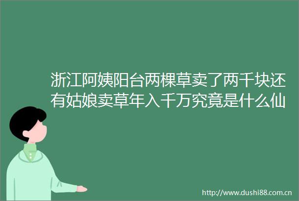 浙江阿姨阳台两棵草卖了两千块还有姑娘卖草年入千万究竟是什么仙草