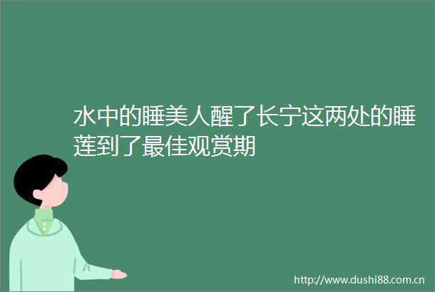 水中的睡美人醒了长宁这两处的睡莲到了最佳观赏期
