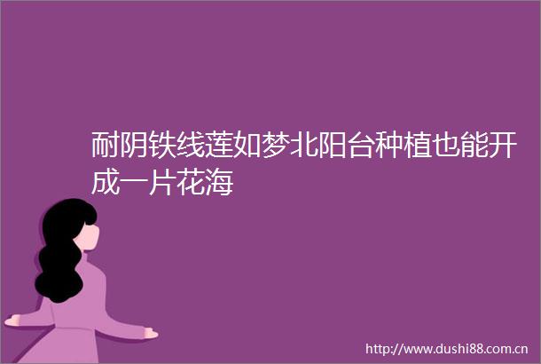耐阴铁线莲如梦北阳台种植也能开成一片花海