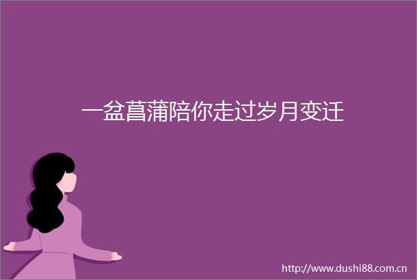 一盆菖蒲陪你走过岁月变迁
