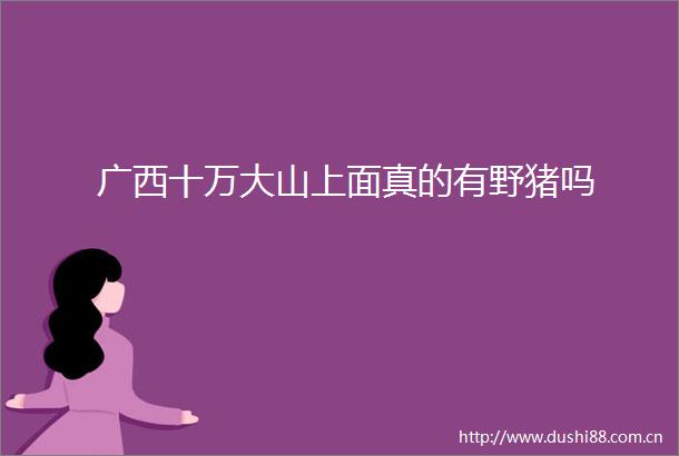 广西十万大山上面真的有野猪吗
