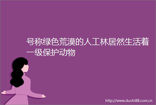 号称绿色荒漠的人工林居然生活着一级保护动物