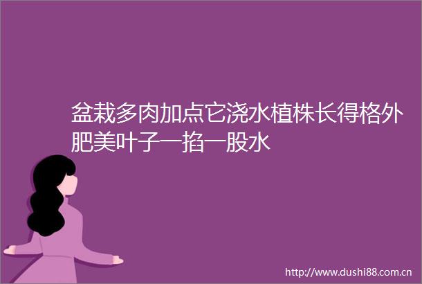 盆栽多肉加点它浇水植株长得格外肥美叶子一掐一股水