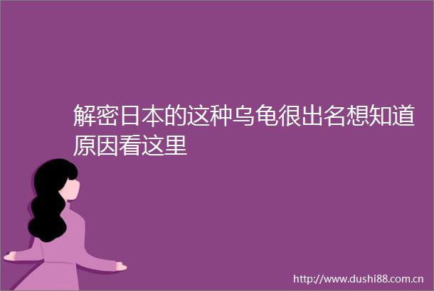 解密的这种乌龟很出名想知道原因看这里