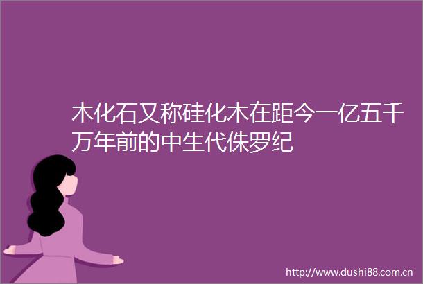 木化石又称硅化木在距今一亿五千万年前的中生代侏罗纪