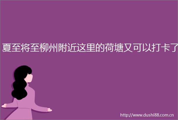 夏至将至柳州附近这里的荷塘又可以打卡了