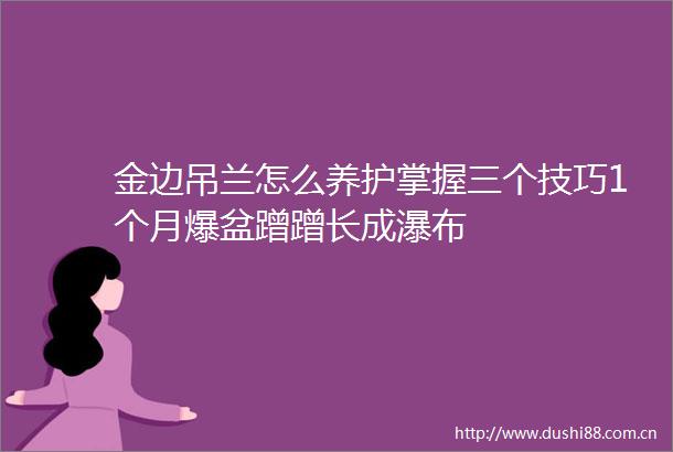 金边吊兰怎么养护掌握三个技巧1个月爆盆蹭蹭长成瀑布