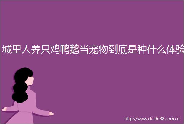 城里人养只鸡鸭鹅当宠物到底是种什么体验
