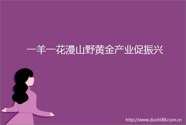 一羊一花漫山野黄金产业促振兴