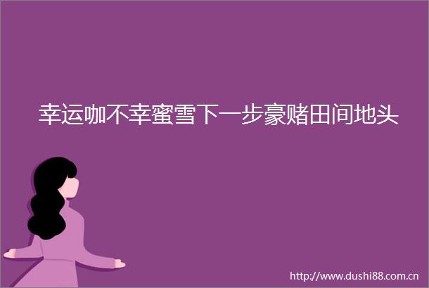 幸运咖不幸蜜雪下一步豪赌田间地头