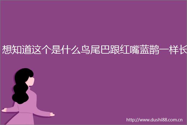 想知道这个是什么鸟尾巴跟红嘴蓝鹊一样长