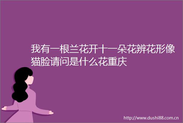 我有一根兰花开十一朵花辨花形像猫脸请问是什么花重庆