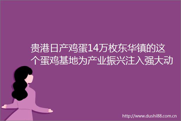 贵港日产鸡蛋14万枚东华镇的这个蛋鸡基地为产业振兴注入强大动能