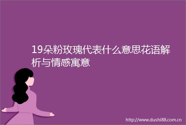 19朵粉玫瑰代表什么意思花语解析与情感寓意