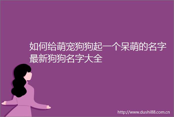 如何给萌宠狗狗起一个呆萌的名字最新狗狗名字大全