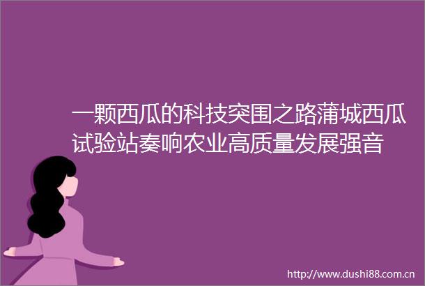 一颗西瓜的科技突围之路蒲城西瓜试验站奏响农业高质量发展强音