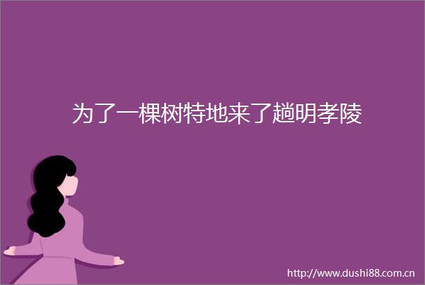 为了一棵树特地来了趟明孝陵