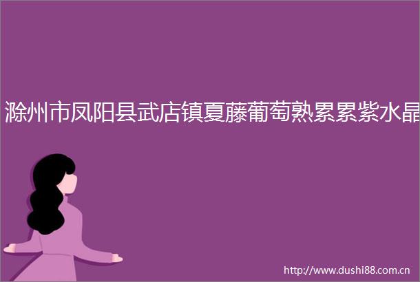 滁州市凤阳县武店镇夏藤葡萄熟累累紫水晶
