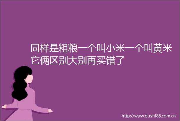 同样是粗粮一个叫小米一个叫黄米它俩区别大别再买错了