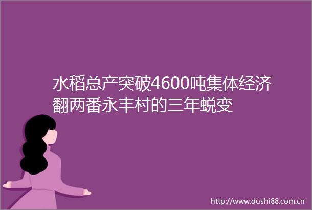 水稻总产突破4600吨集体经济翻两番永丰村的三年蜕变