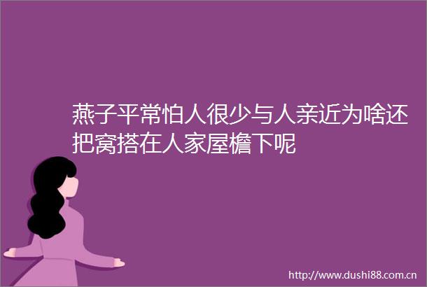 燕子平常怕人很少与人亲近为啥还把窝搭在人家屋檐下呢