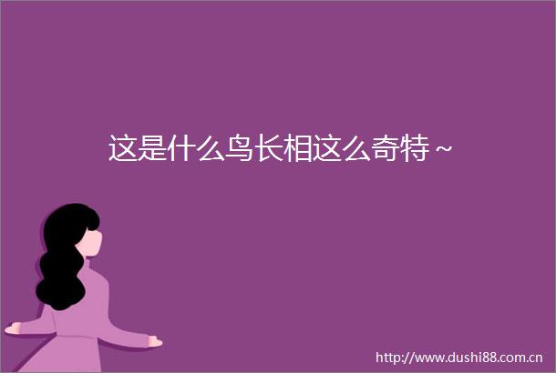 这是什么鸟长相这么奇特～