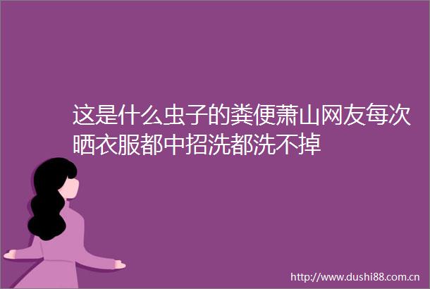 这是什么虫子的粪便萧山网友每次晒衣服都中招洗都洗不掉