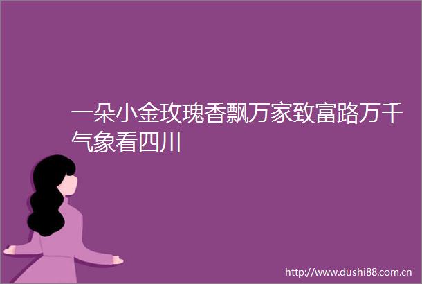 一朵小金玫瑰香飘万家致富路万千气象看四川