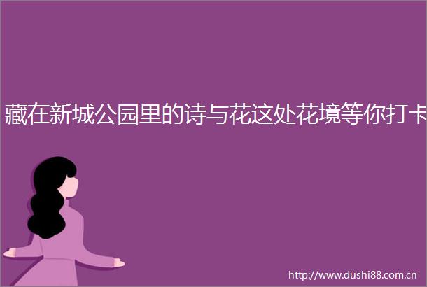 藏在新城公园里的诗与花这处花境等你打卡