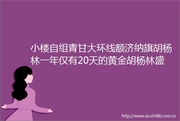 小楼自组青甘大环线额济纳旗胡杨林一年仅有20天的黄金胡杨林盛宴额济纳旗七彩丹霞茶卡盐湖青海湖翡翠湖双飞12日
