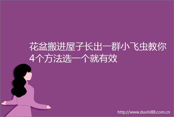 花盆搬进屋子长出一群小飞虫教你4个方法选一个就有效
