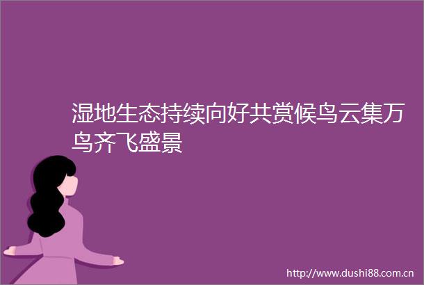 湿地生态持续向好共赏候鸟云集万鸟齐飞盛景