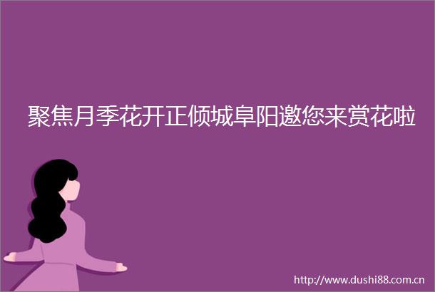 聚焦月季花开正倾城阜阳邀您来赏花啦