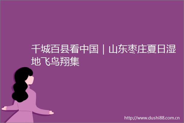 千城百县看｜山东枣庄夏日湿地飞鸟翔集