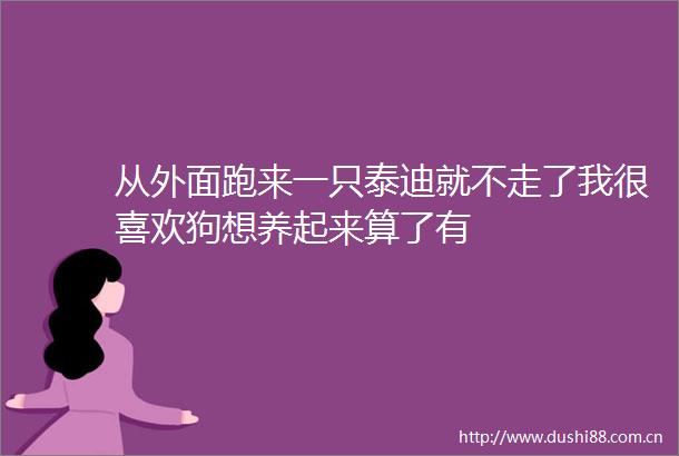 从外面跑来一只泰迪就不走了我很喜欢狗想养起来算了有