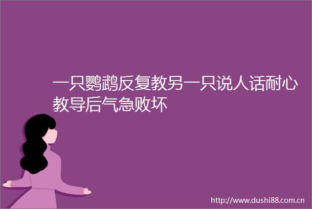 一只鹦鹉反复教另一只说人话耐心教导后气急败坏