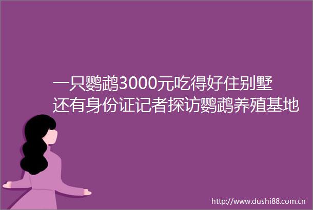 一只鹦鹉3000元吃得好住别墅还有身份证记者探访鹦鹉养殖基地