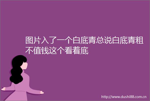图片入了一个白底青总说白底青粗不值钱这个看着底