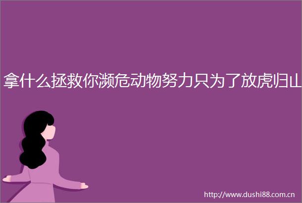拿什么拯救你濒危动物努力只为了放虎归山