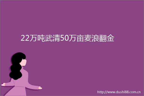 22万吨武清50万亩麦浪翻金