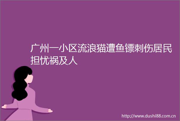广州一小区流浪猫遭鱼镖刺伤居民担忧祸及人