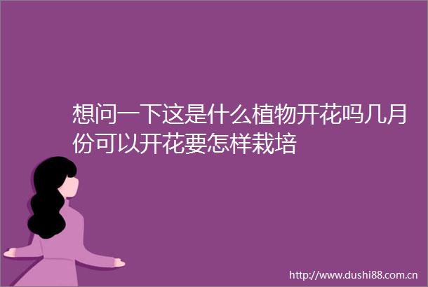 想问一下这是什么植物开花吗几月份可以开花要怎样栽培