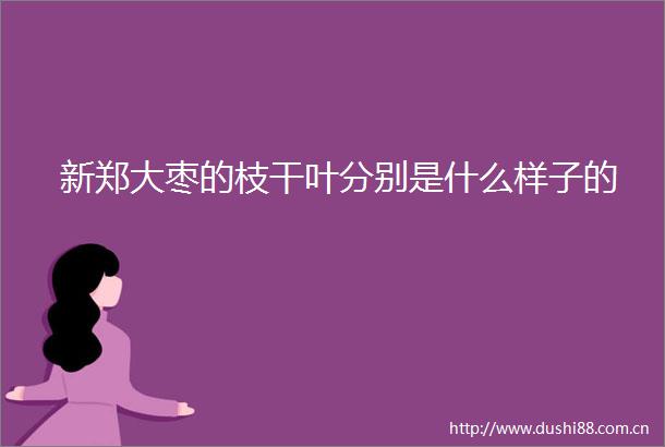 新郑大枣的枝干叶分别是什么样子的