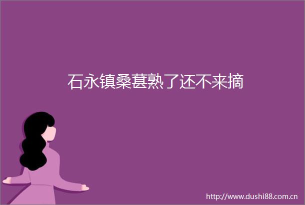 石永镇桑葚熟了还不来摘