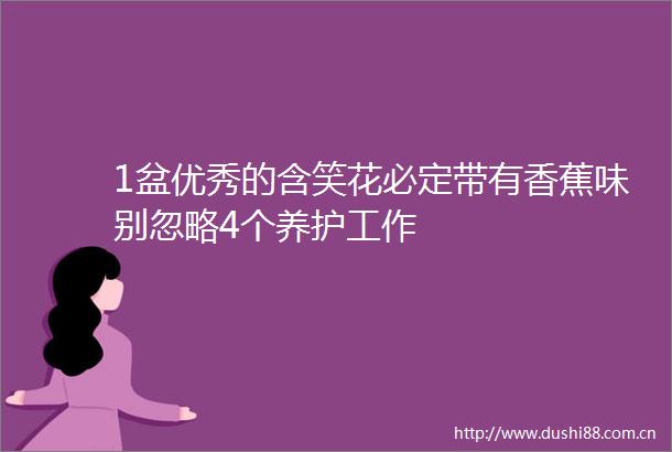 1盆优秀的含笑花必定带有香蕉味别忽略4个养护工作