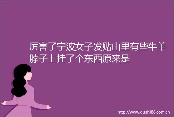 厉害了宁波女子发贴山里有些牛羊脖子上挂了个东西原来是