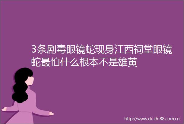 3条剧毒眼镜蛇现身江西祠堂眼镜蛇最怕什么根本不是雄黄