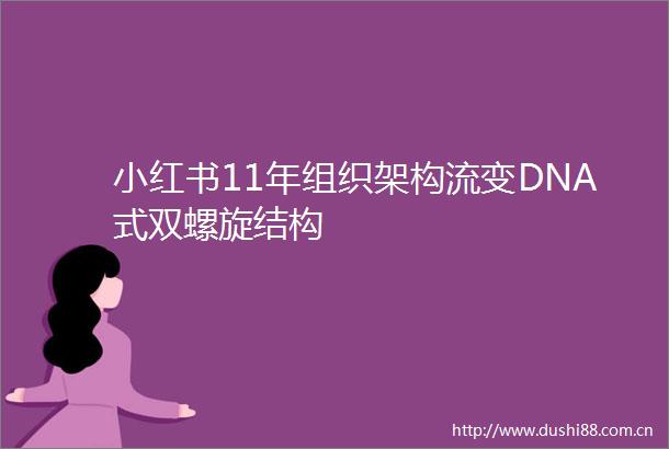 小红书11年组织架构流变DNA式双螺旋结构
